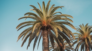 royal palm